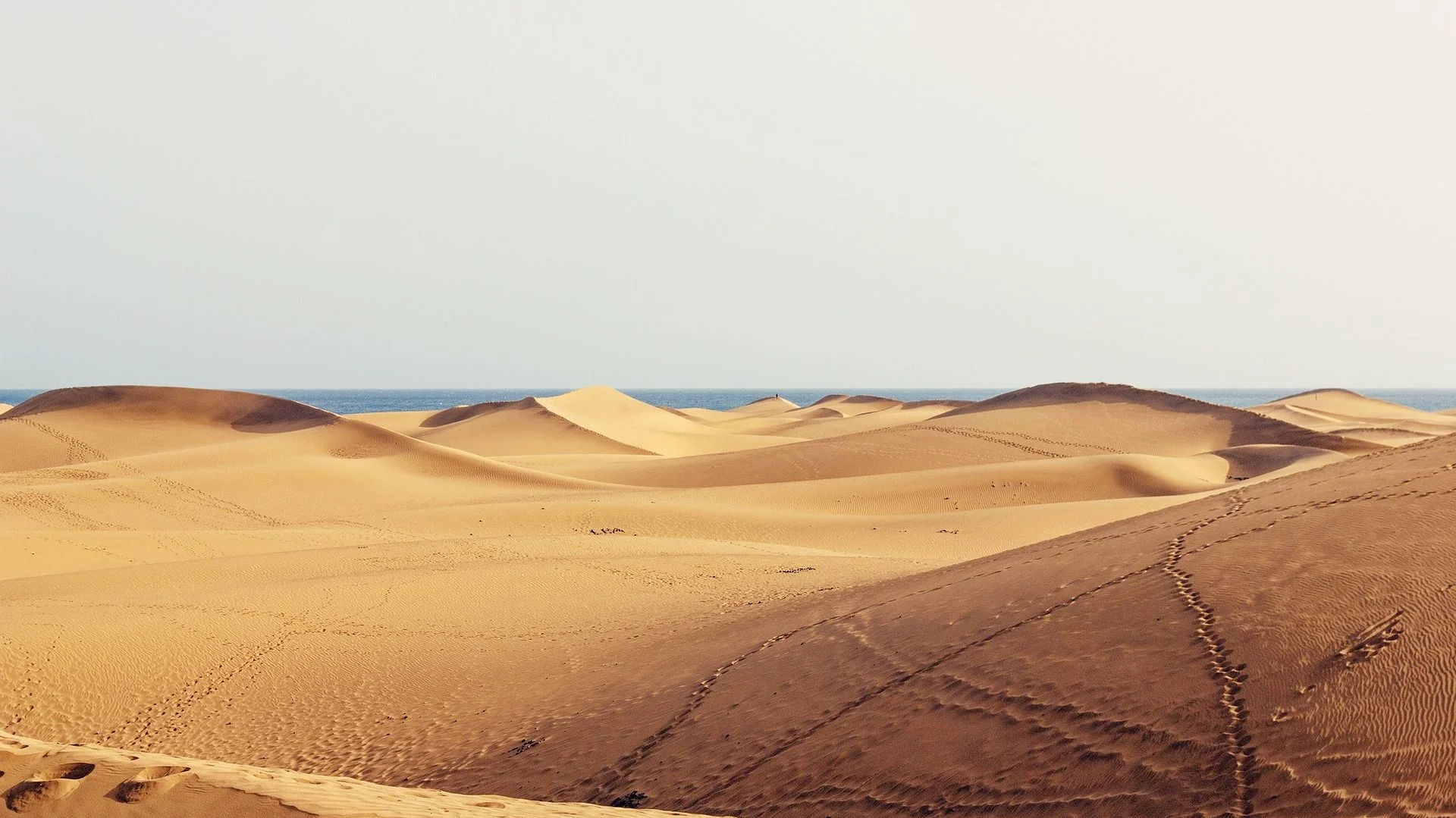 Paseo en camello por Maspalomas