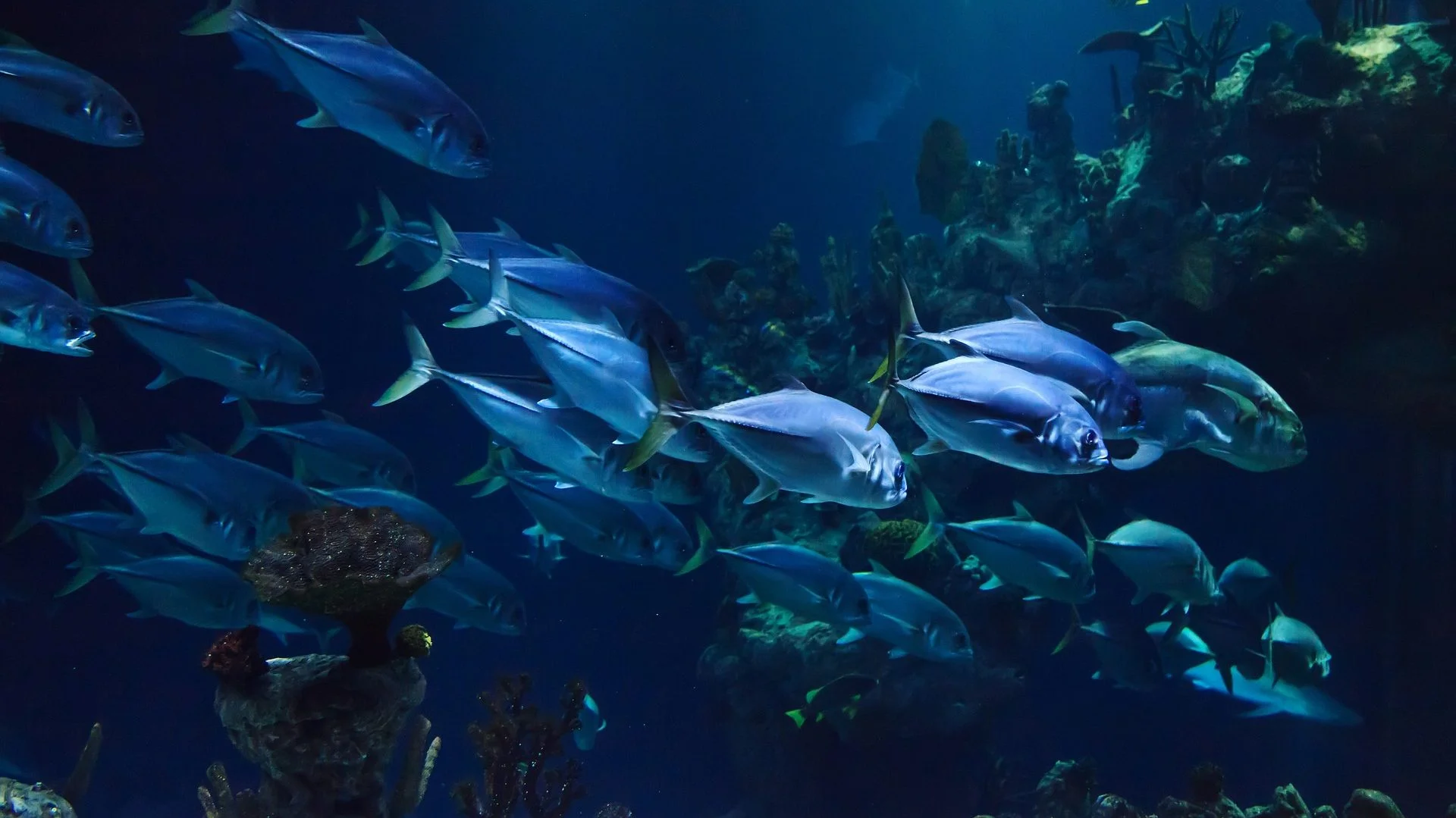 Visitar el acuario Poema del mar