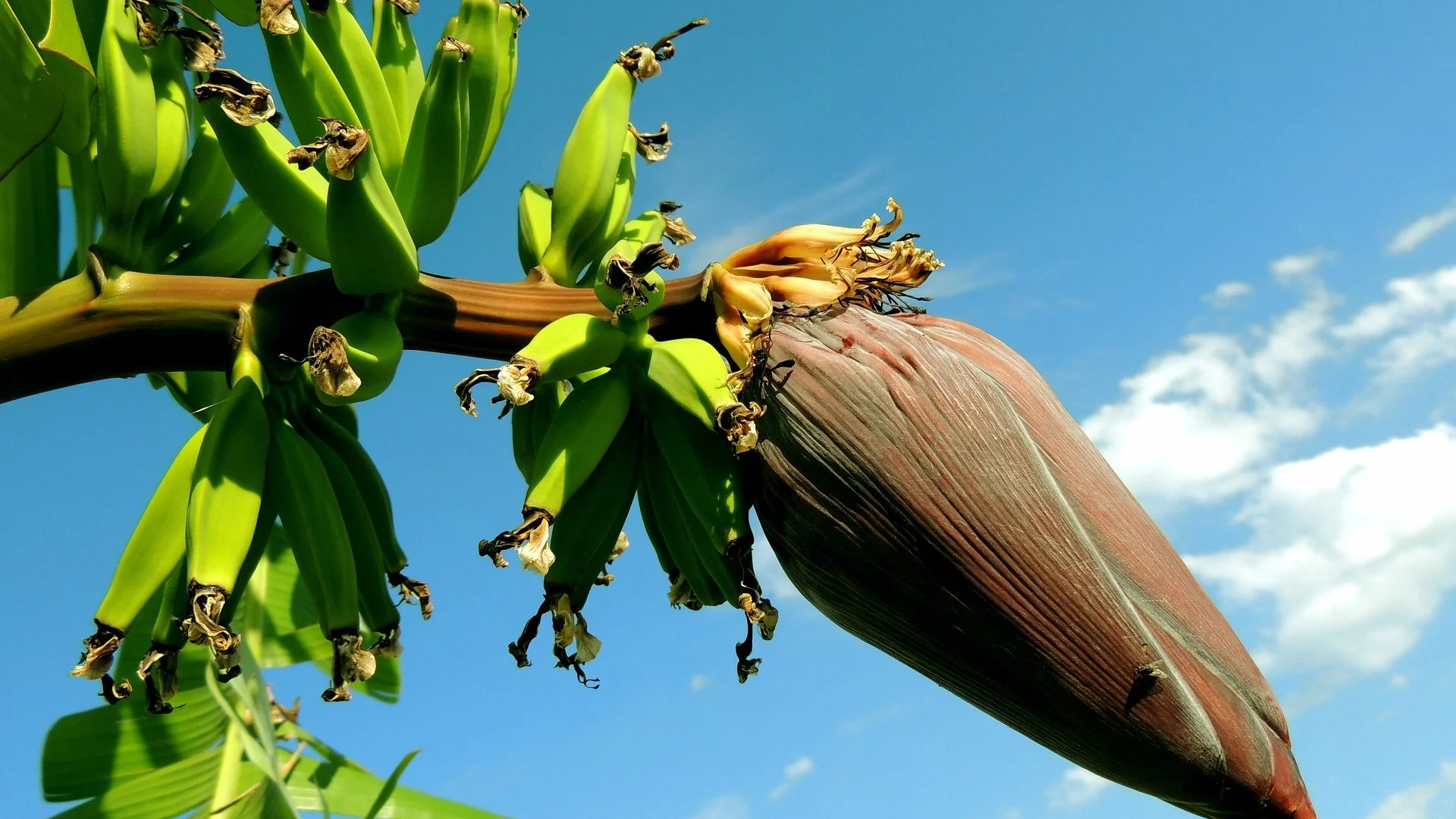 Free tour por una finca de plátanos